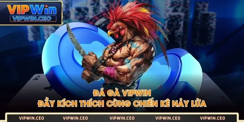Đá gà VIPWIN đầy kích thích cùng chiến kê nảy lửa Đá gà VIPWIN đầy kích thích cùng chiến kê nảy lửa