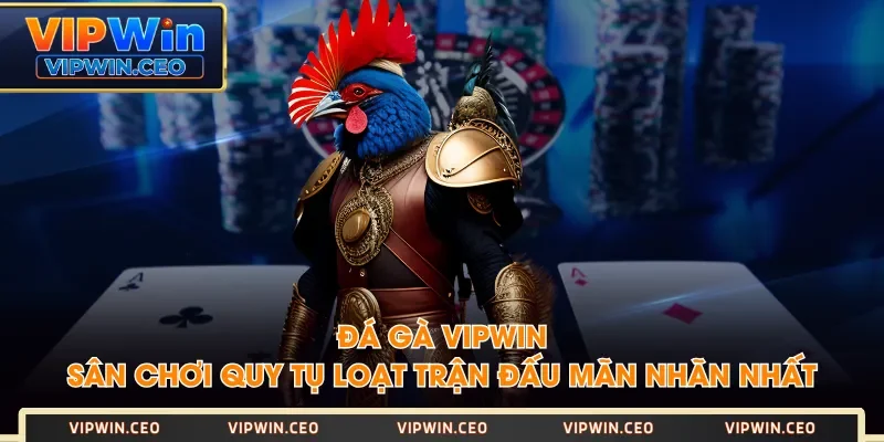 Đá Gà VIPWIN - Sân Chơi Quy Tụ Loạt Trận Đấu Mãn Nhãn Nhất Đá Gà VIPWIN - Sân Chơi Quy Tụ Loạt Trận Đấu Mãn Nhãn Nhất
