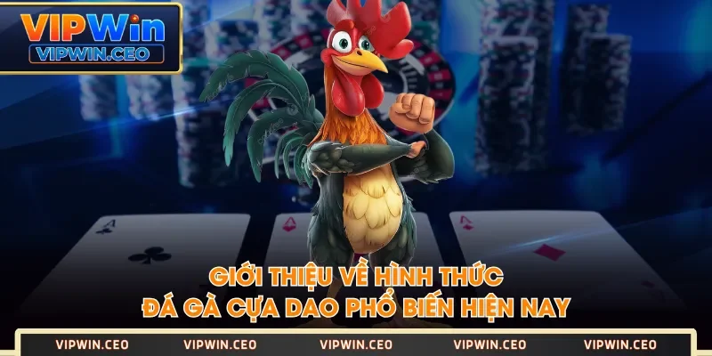 Giới thiệu về hình thức đá gà cựa dao phổ biến hiện nay Giới thiệu về hình thức đá gà cựa dao phổ biến hiện nay