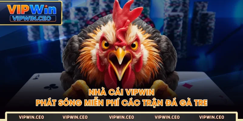 Nhà cái VIPWIN phát sóng miễn phí các trận đá gà tre Nhà cái VIPWIN phát sóng miễn phí các trận đá gà tre